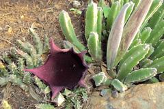Stapelia leendertziae