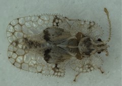 Corythucha floridana