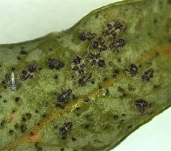 Corythucha floridana