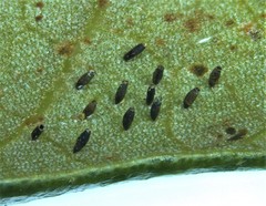 Corythucha floridana