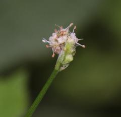 Sanicula elata