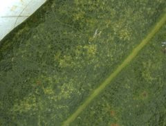 Corythucha floridana