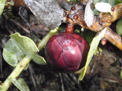 Protea amplexicaulis
