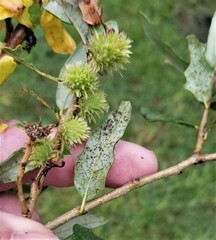 Corythucha floridana