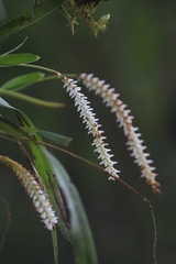 Dendrochilum