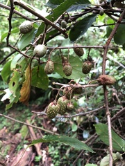 Actinidia venosa