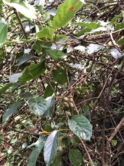 Actinidia venosa