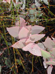 Protea amplexicaulis