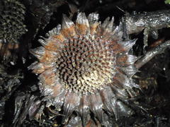 Protea amplexicaulis
