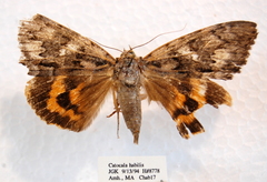 Catocala habilis