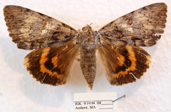 Catocala habilis