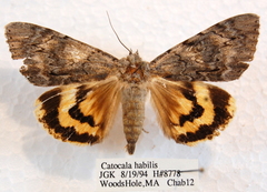 Catocala habilis
