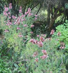 Syncolostemon densiflorus