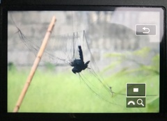 Dicrurus macrocercus cathoecus