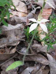 Caladenia marginata
