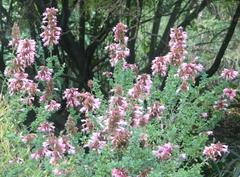 Syncolostemon densiflorus