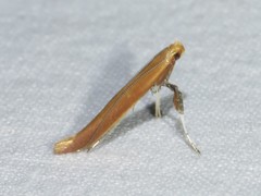 Caloptilia invariabilis