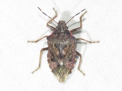 Podisus serieventris