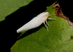 Neocenchrea heidemanni