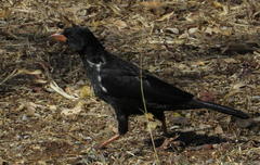 Bubalornis niger niger