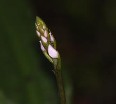 Stenoglottis fimbriata