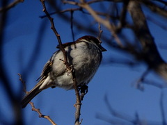 Passer domesticus