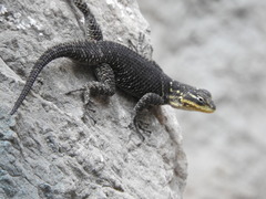 Sceloporus oberon