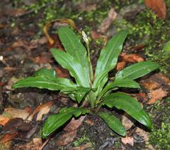 Stenoglottis fimbriata