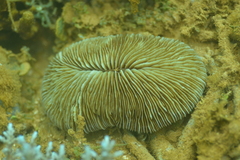 Pleuractis paumotensis image