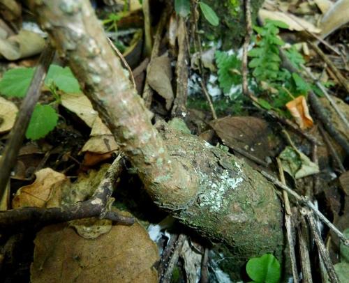 Cyphostemma cirrhosum