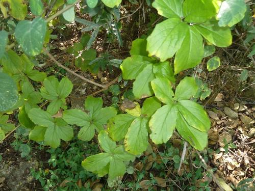Cyphostemma cirrhosum