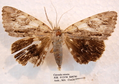 Catocala retecta