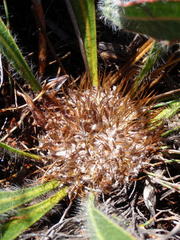 Protea scabriuscula