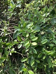 Ligustrum liukiuense