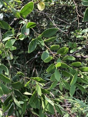 Ligustrum liukiuense