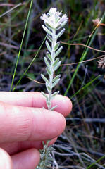 Gnidia nodiflora