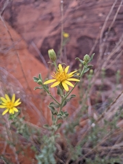Heterotheca cinerascens