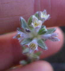 Gnidia nodiflora