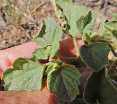 Physalis neomexicana