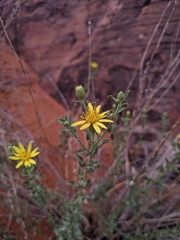 Heterotheca cinerascens