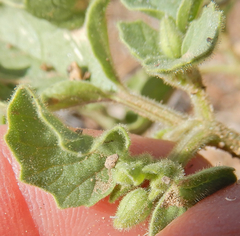 Physalis neomexicana