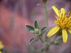 Heterotheca cinerascens