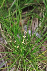 Lomandra glauca