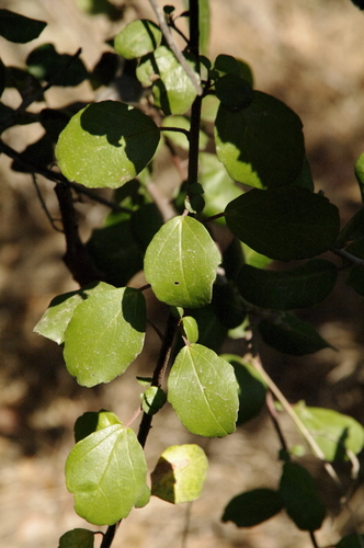 Image of Ribes viburnifolium by (c) Eric Knight, some rights reserved (CC BY)