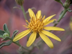 Heterotheca cinerascens