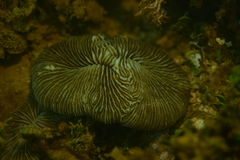 Pleuractis paumotensis image