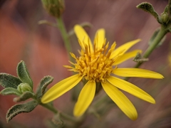 Heterotheca cinerascens