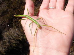 Macynia labiata