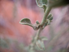 Heterotheca cinerascens