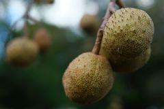 Aesculus glabra